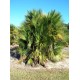 Paurotis Palm / Everglades Palm / Acoelorrhaphe wrightii
